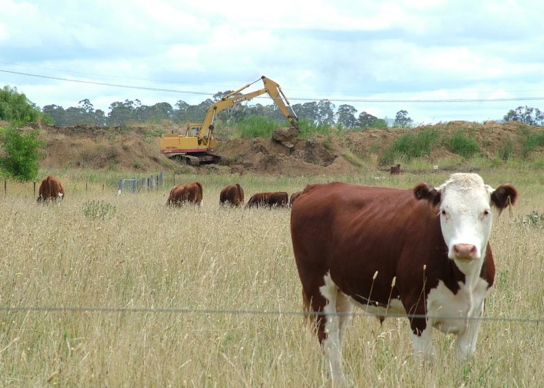 cattle
